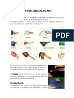 Anatomía digestiva en Aves.docx