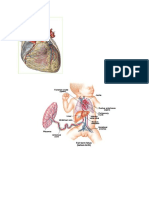 Fisiologi Sistem Kardiovaskular Pada Masa Janin