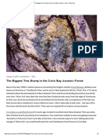 The Biggest Tree Stump in The Curio Bay Jurassic Forest - Mike Pole PDF