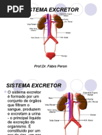 Sistema Excretor