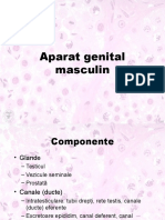 Ap Genital Masculin