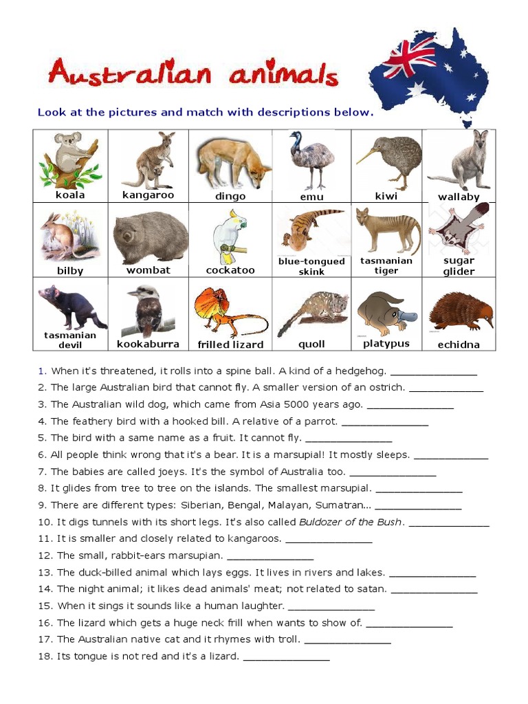 Australian Animals Simple | PDF | Marsupials | Australia