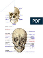 Anatomi Skull Base