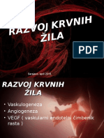 Razvoj Krvnih Zila