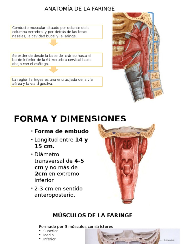 Anatomía y Tumores de la Faringe | PDF | Órgano (anatomía) | Anatomía ...