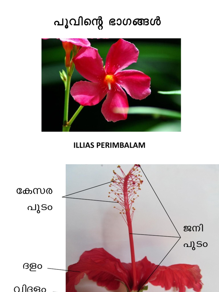 parts-of-flower-1-pdf