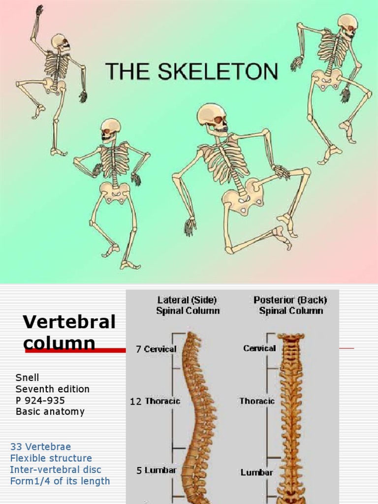 Anatomy #2 Vertebral Column-1 | Vertebra | Vertebral Column