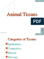 Tissue of animalslec.ppt