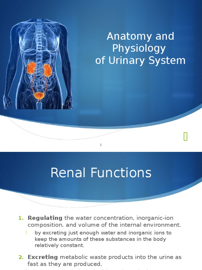 Anatomy and Physiology of the Urinary System | PDF | Kidney | Human Anatomy