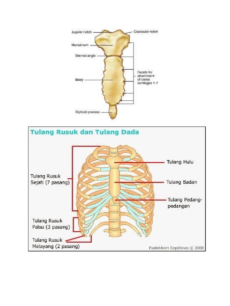 Tulang Rusuk | PDF