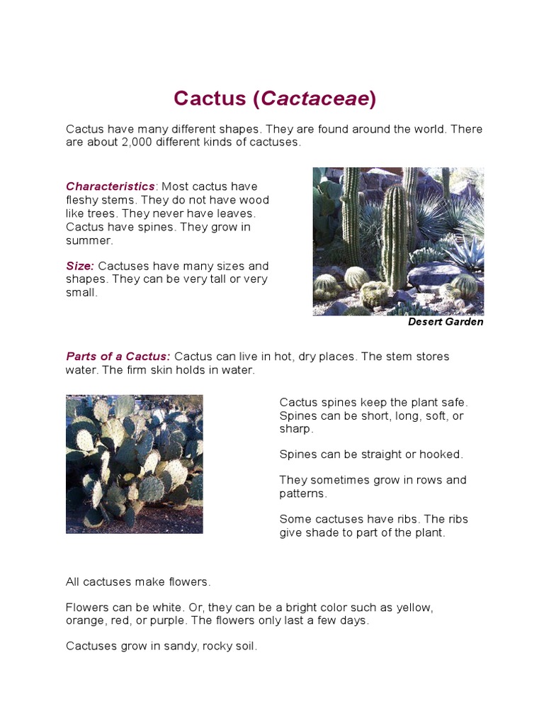 Key Characteristics of Cacti | PDF | Social Science | Home & Garden