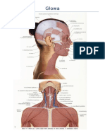 Anatomia Palpacyjna Miesni