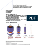 Sistema Somatossensorial: 1) Vias Somestésicas