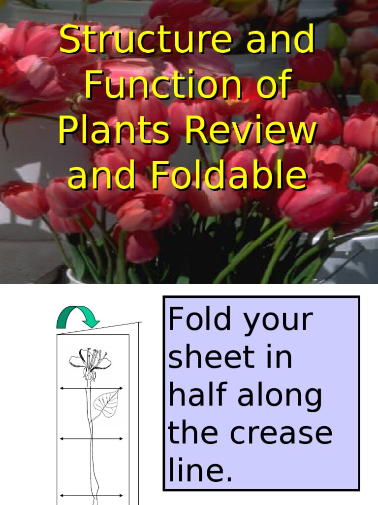 Plant Structure and Function Overview | PDF | Home & Garden | Science ...