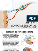 Sistema Somatosensorial