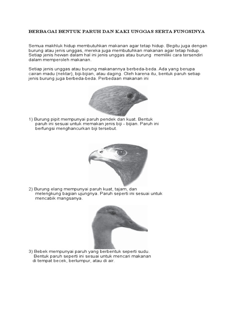 5500 Gambar Kaki Hewan Bebek Gratis Terbaik Gambar Hewan