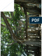 Giant Banyan Tree PDF