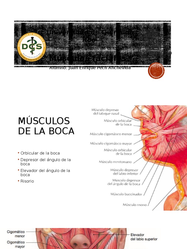 Anatomia Boca Musculos | PDF