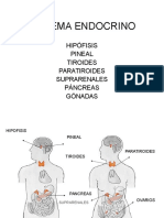 Sistema Endocrino