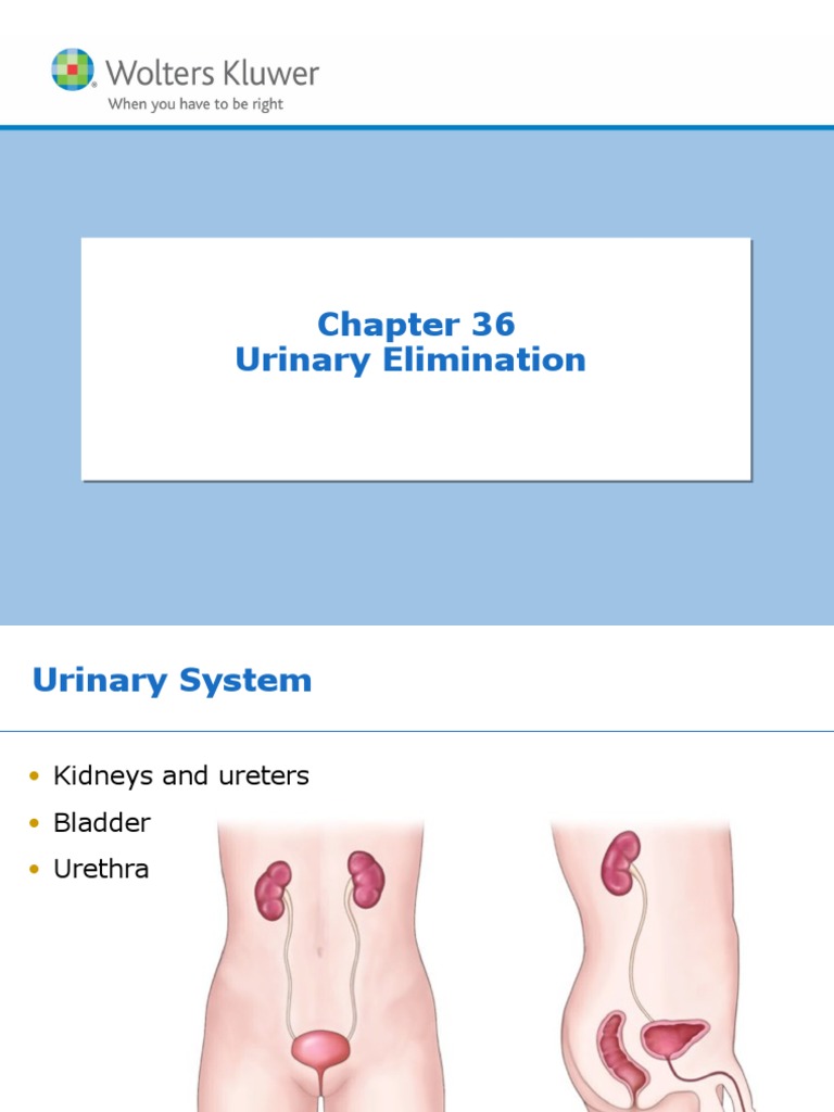 Week 11 - Ch. 36 - Urinary | PDF | Urinary Incontinence | Urinary System