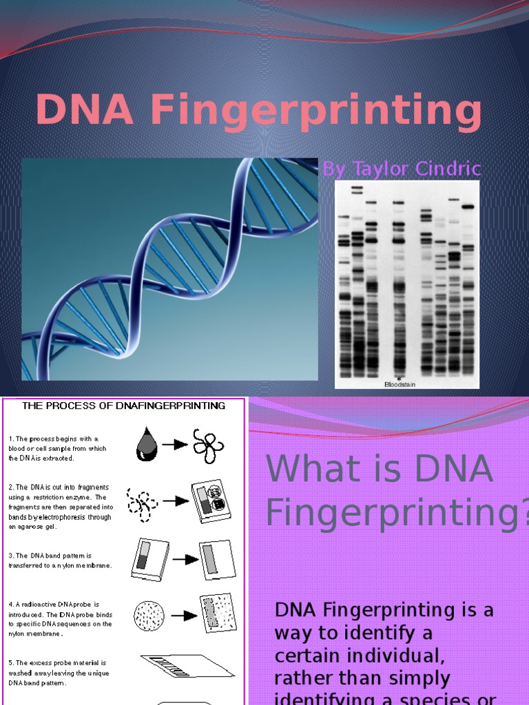Understanding DNA Fingerprinting Process | PDF