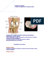 Lig Cruzadoslateresguince Rodilla