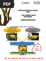Instalacion Del Cacao en Un Saf