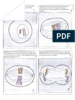 meiosis phases