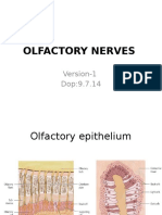 Olfactory Nerves