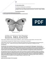 A HUMANISED BUTTERFLY NAMED LEDA MELANITIS | Interalia Magazine