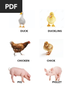 animals.docx