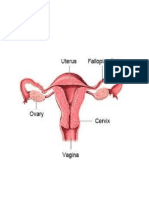Gambar Uterus