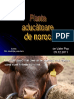 Plante Aducatoare de Noroc