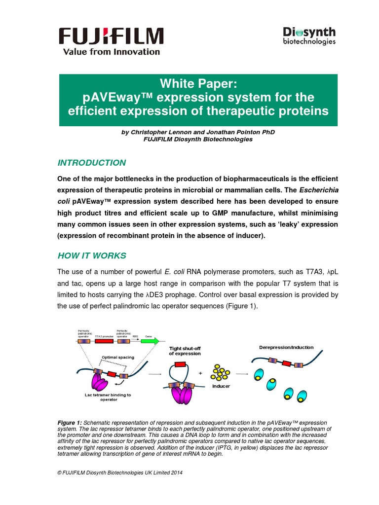E coli essay 07 picture