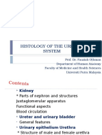 Histology of Urinary System