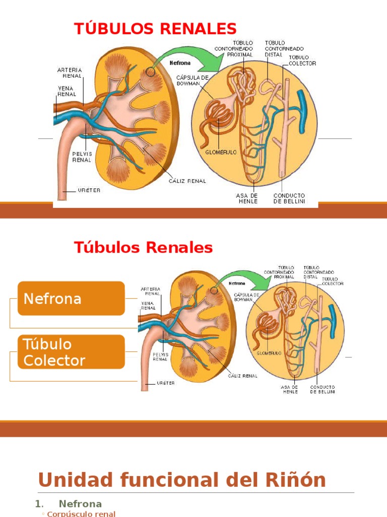 Anatomía de los Túbulos Renales | PDF