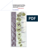 Formación huso mitótico