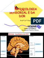 Neurofisiologia Do Processo de Dor