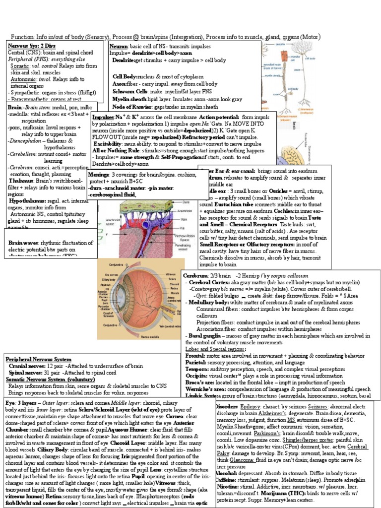 Overview of Nervous System Functions | PDF | Action Potential | Nervous ...