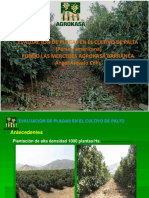 EVALUACION EN PALTO ANGEL AREVALO.pdf