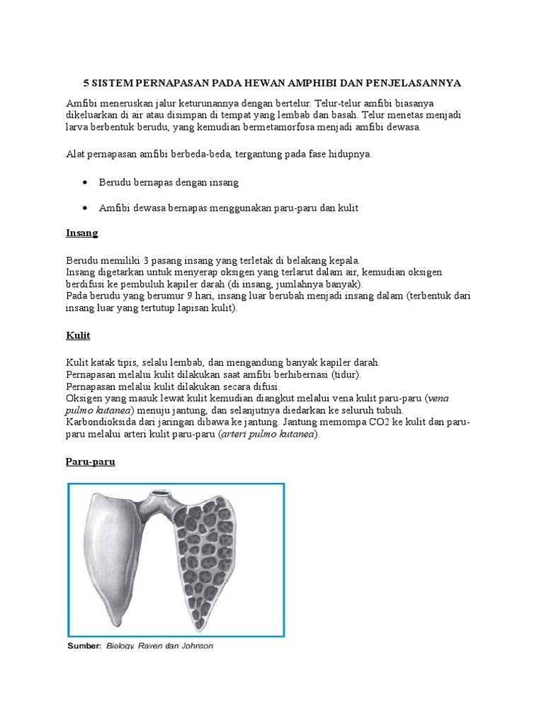 68+ Gambar Alat Pernapasan Pada Hewan Amfibi Terbaru