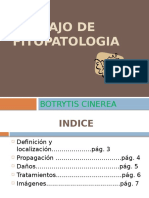 Botrytis Cinerea Jose Manuel de La Pec3b1a