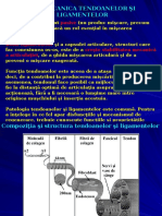 Curs_14_Biomecanica Tendoanelor Si Ligamentelor