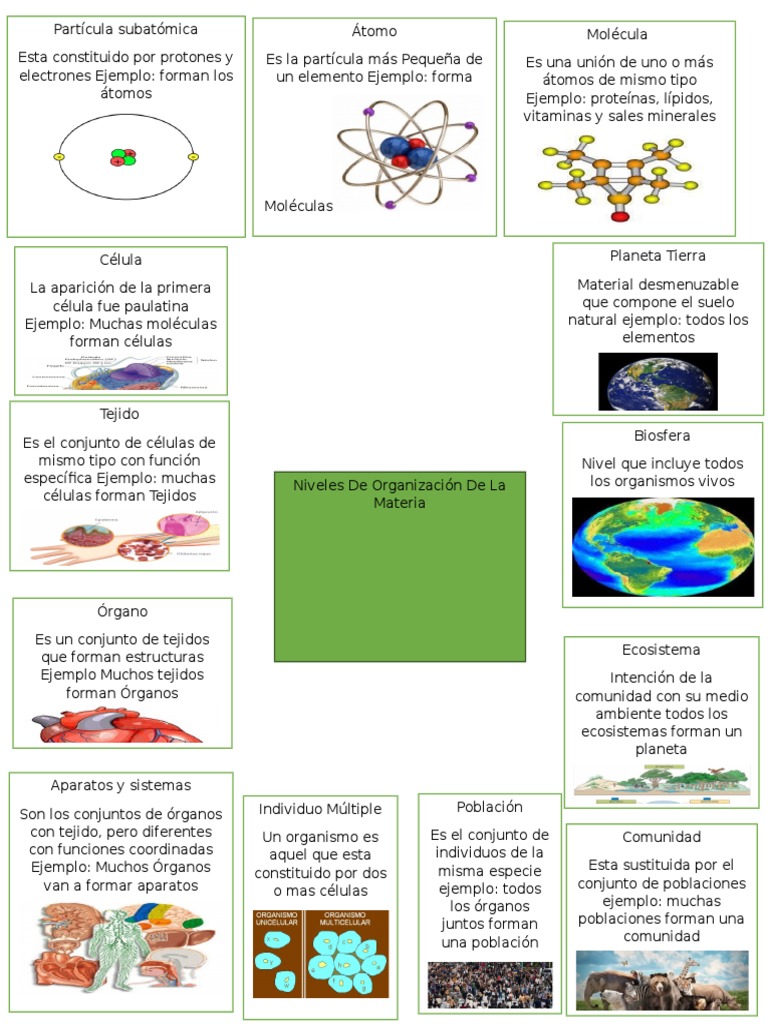 Mapa Mental de La Organizacion de La Materia Organismos