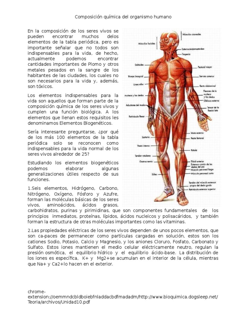 Composicion Del Cuerpo | Descargar gratis PDF | Elementos químicos ...
