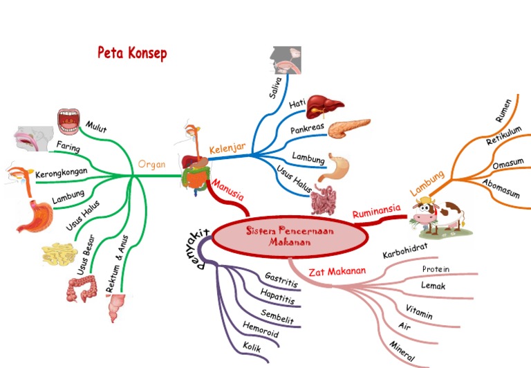 Sistem Pencernaan Manusia dan Ruminansia | PDF