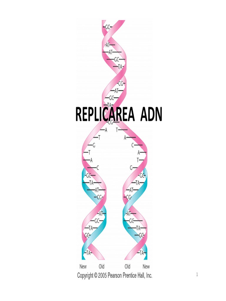 Replicarea ADN | PDF