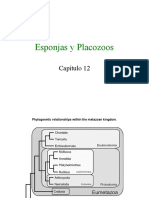 Esponjas y Placozoans