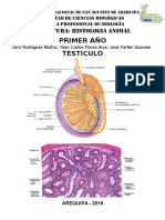 TESTICULO TEMRINADO