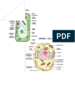 Plant Cell